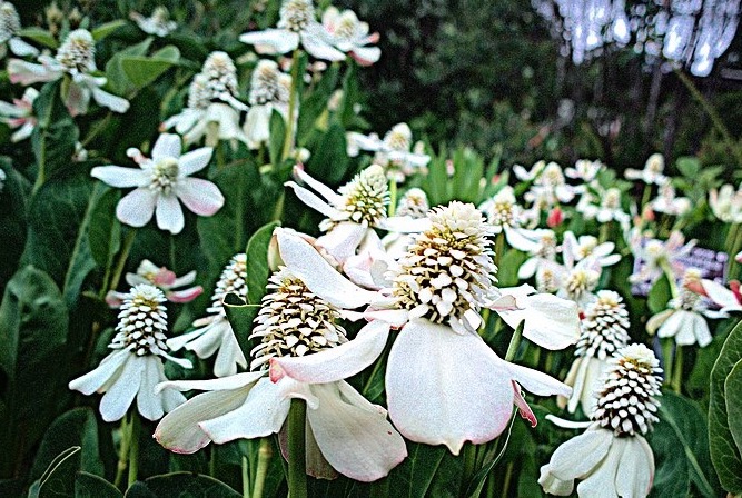 Yerba Mansa Flowers by John Rusk from Berkeley, CA / CC BY (https://creativecommons.org/licenses/by/2.0)