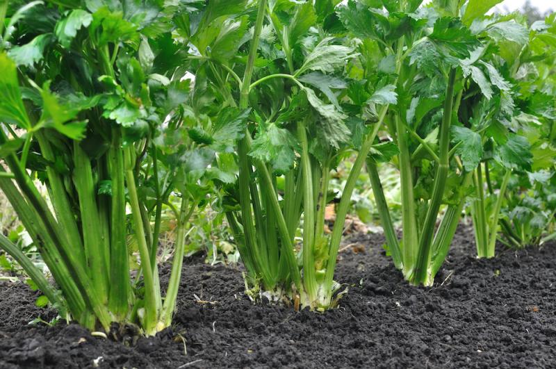 Celery Plants