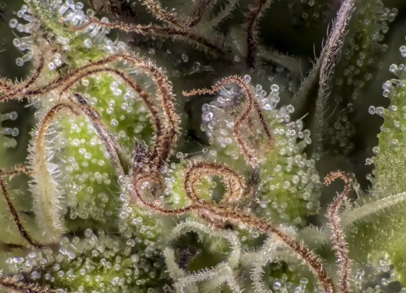 Resin Cannabis Buds