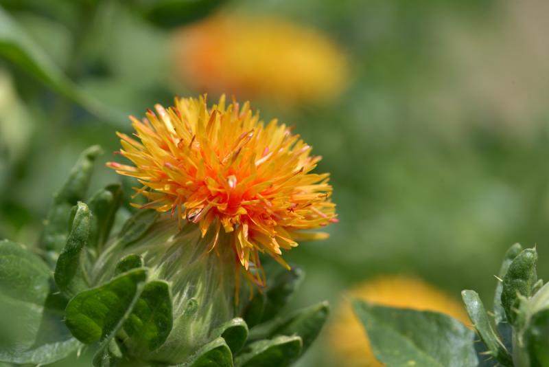 Safflower flower bud