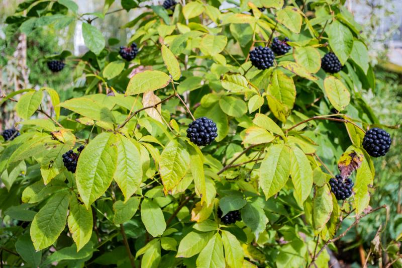 Eleuthero shrub berries