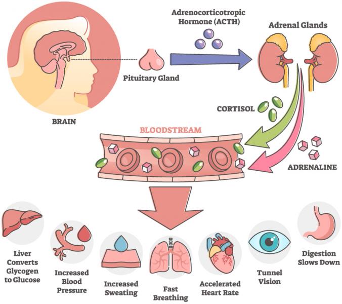 The Stress Response