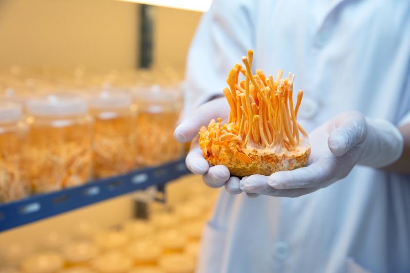 Cordyceps Cultivated