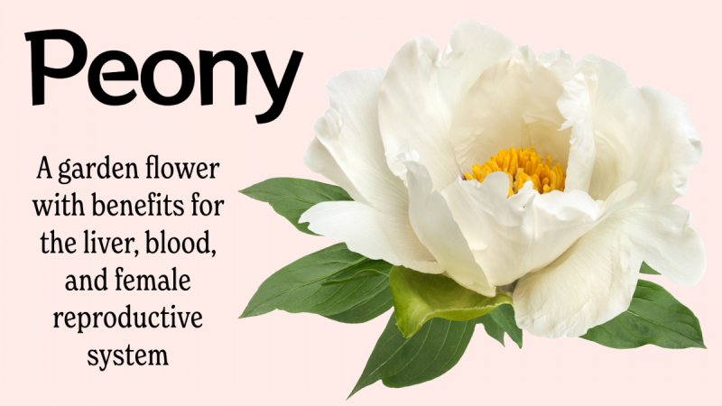 White, Red, European and Tree Peony: A garden flower with benefits for the liver, blood, and female reproductive system