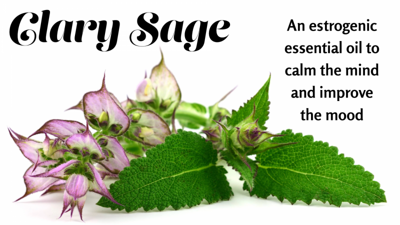Clary Sage: An estrogenic essential oil to calm the mind and improve the mood