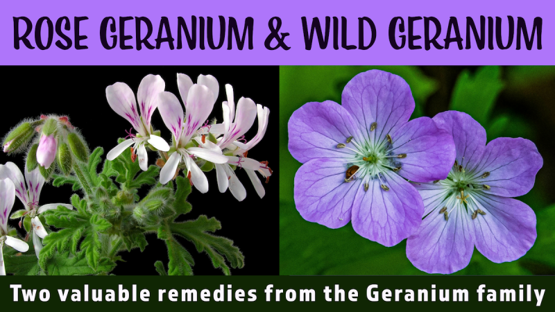Rose Geranium and Wild Geranium: Two unique and useful remedies from the Geranium family