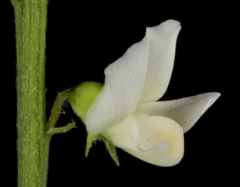 White Melilot Flower