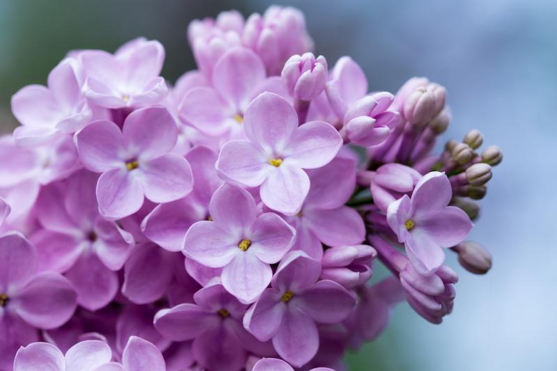Lilac Flowers CU