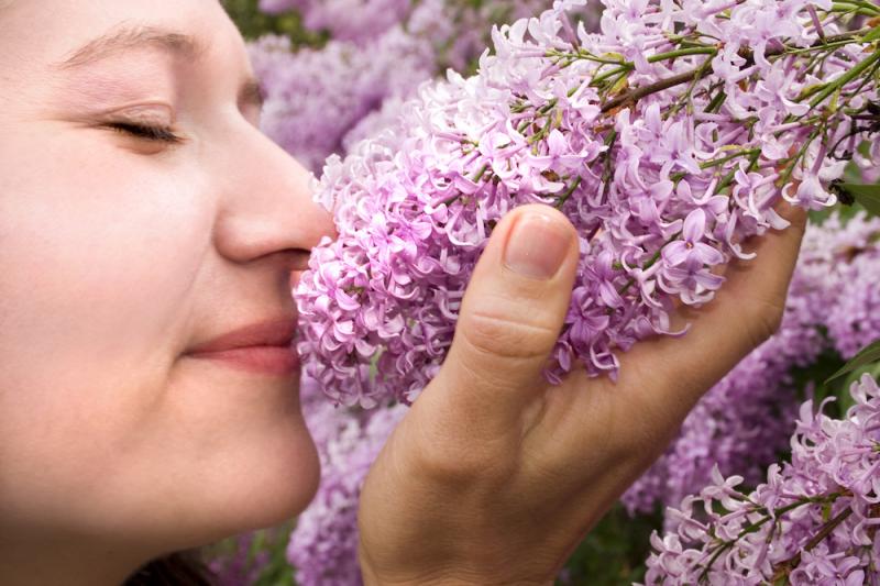 Smelling Lilacs