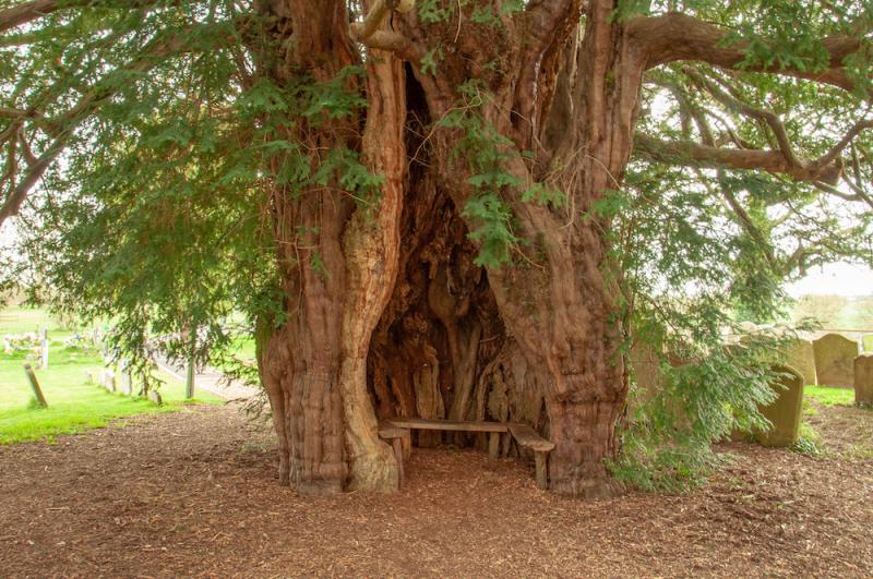 European Yew Tree with Bench Inside