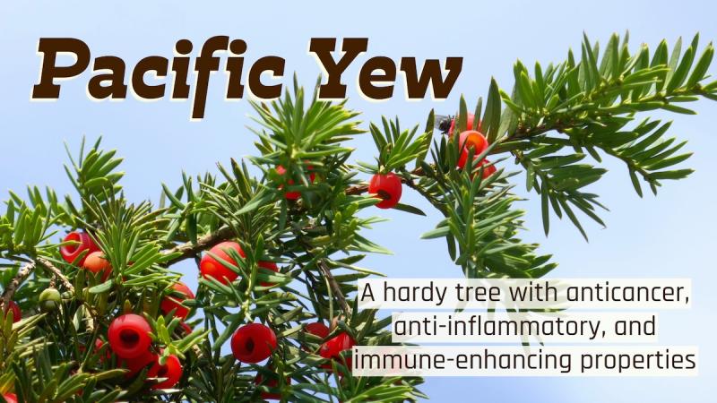Pacific Yew: A hardy tree with anticancer, anti-inflammatory, and immune-enhancing properties