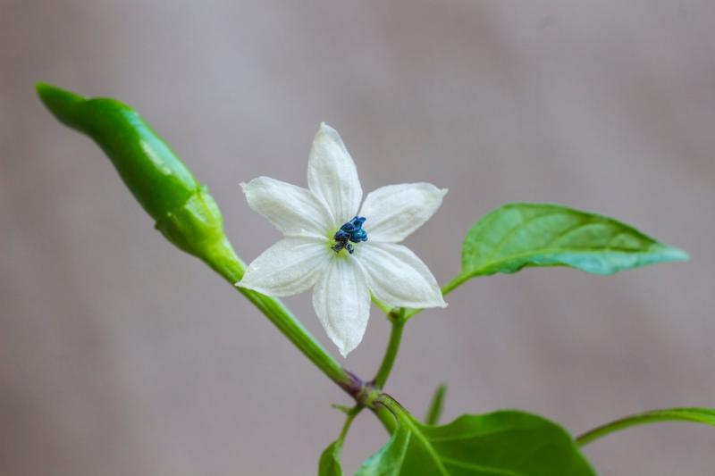 Capsicum Flower