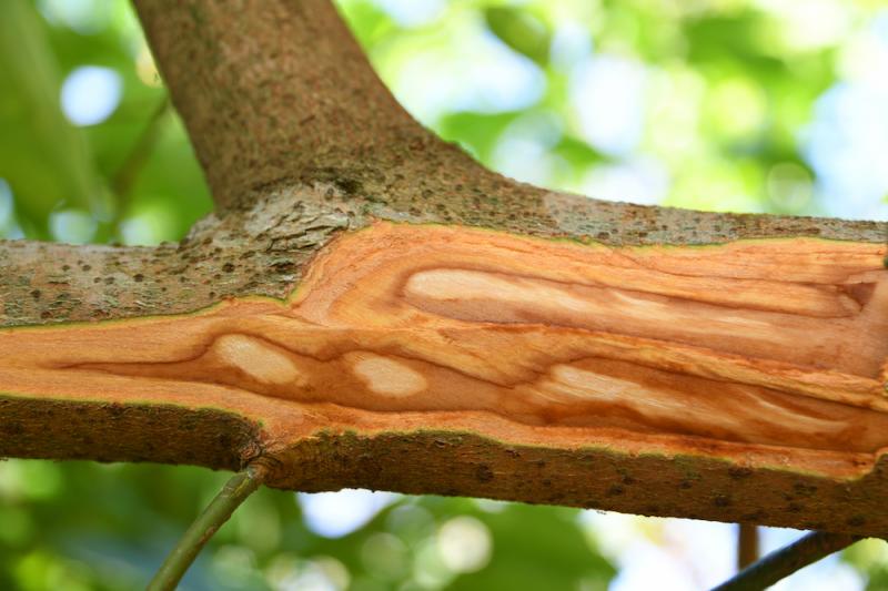 Cinnamon Tree Bark