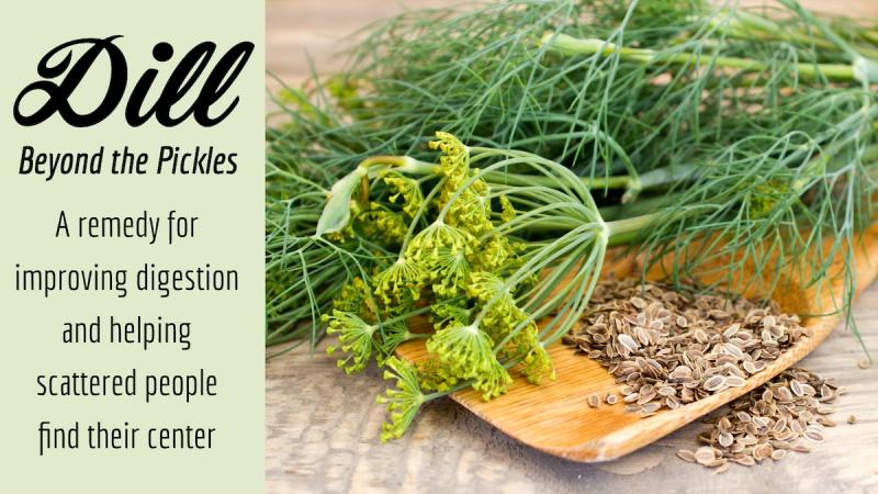 Dill: Beyond the Pickle: A remedy for improving digestion and helping scattered people find their center