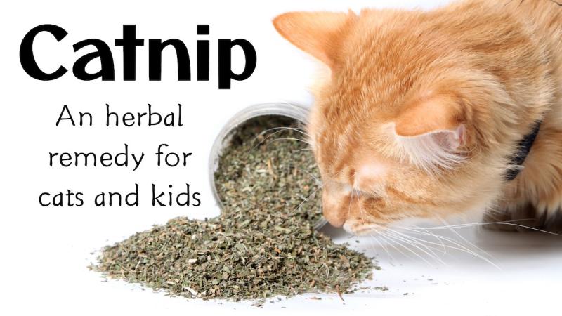 Catnip for Cats and Kids: An herbal remedy to ease colic and digestive upset, fight colds and flu, reduce stress and aid sleep