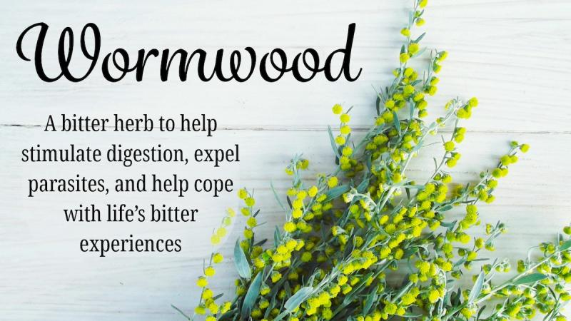 Wormwood: A Symbol of Bitterness: A bitter herb to stimulate digestion, expel parasites, and help cope with life’s bitter experiences
