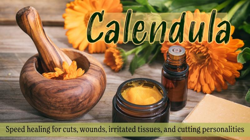 Calendula: Speed healing for cuts, wounds, irritated tissues, and cutting personalities