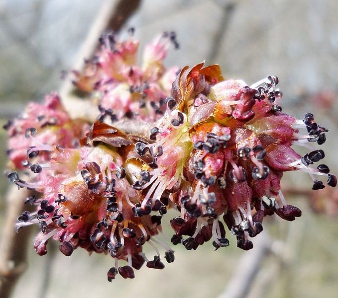 Elm Flowers by Rosser1954, CC BY-SA 4.0, via Wikimedia Commons