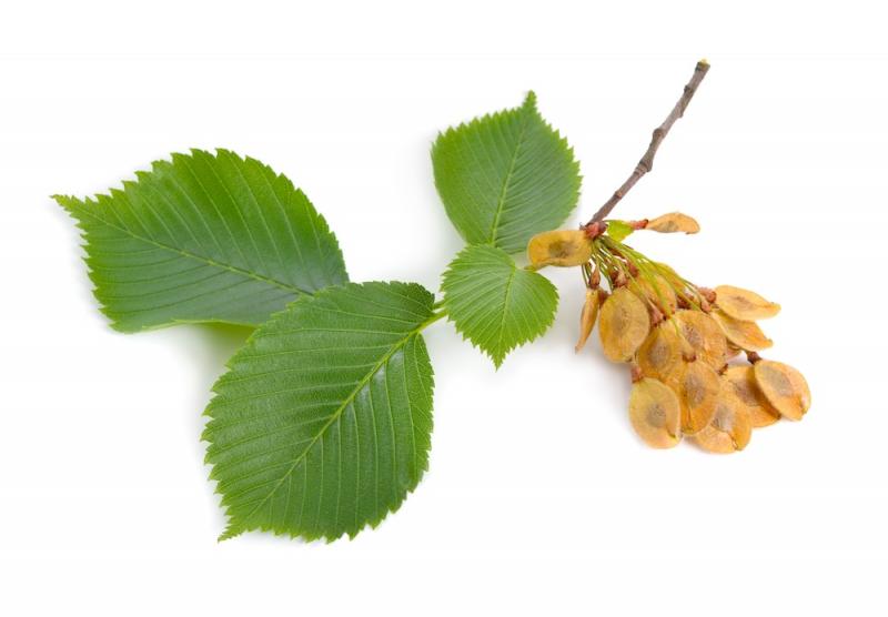 Elm Leaves Fruits