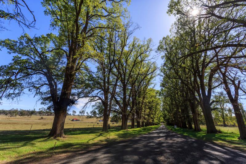 English Elm Trees