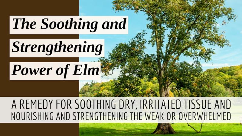 The Soothing and Strengthening Power of Elm: Soothing dry, irritated tissue and nourishing and strengthening the weak or overwhelmed