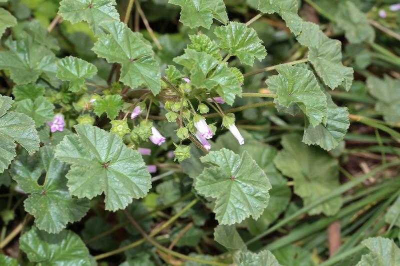 Malva neglecta Common Mallow