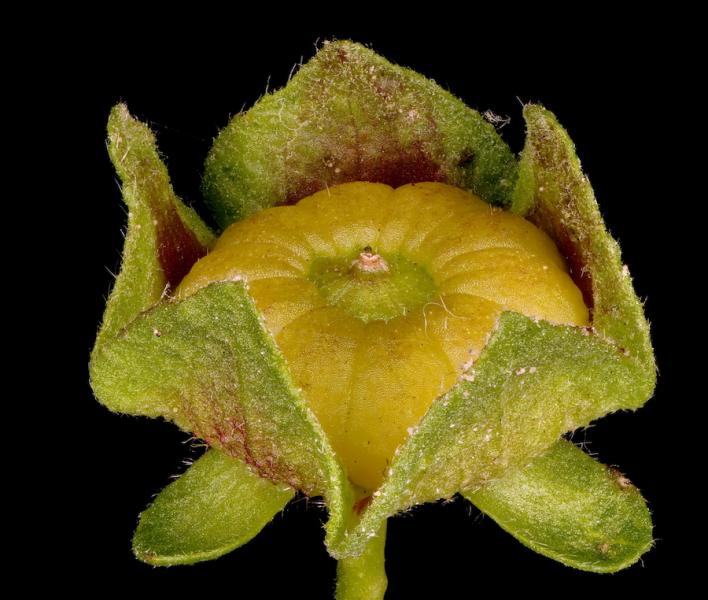 Malva sylvestra fruits cheesies