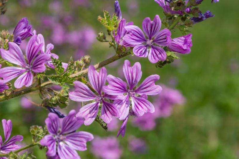 Malva sylvestris