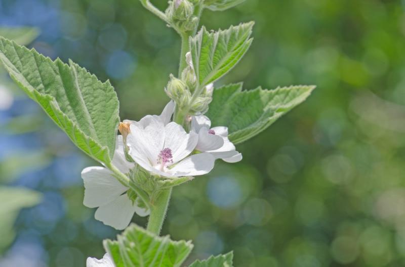 Marshmallow Flowering