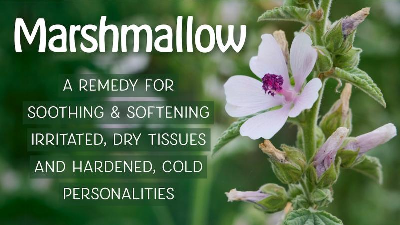 Marshmallow for Soothing and Softening: A remedy for soothing and softening irritated, dry tissues and hardened, cold personalities