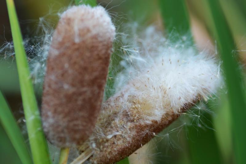 Cattail Downy Seeds