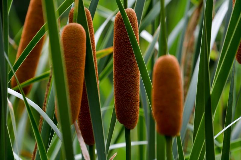 cattail female flowers