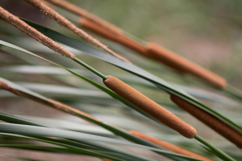 cattail flowers