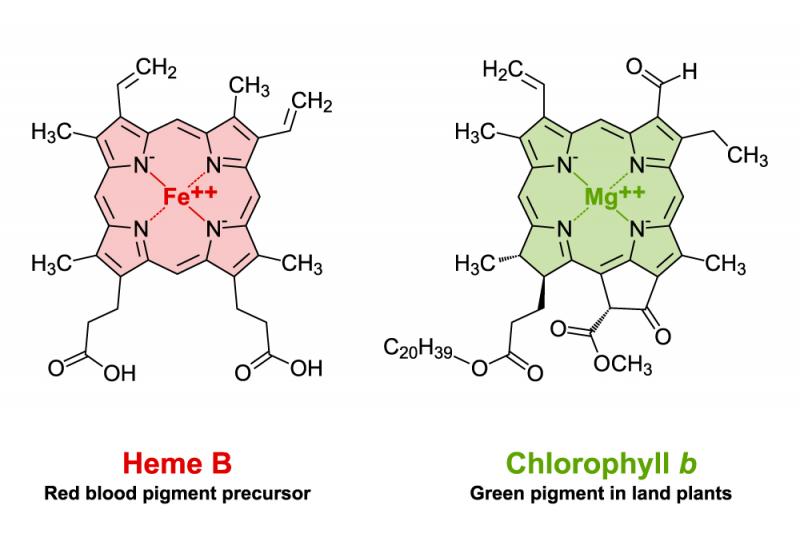 chlorophyll hemoglobin