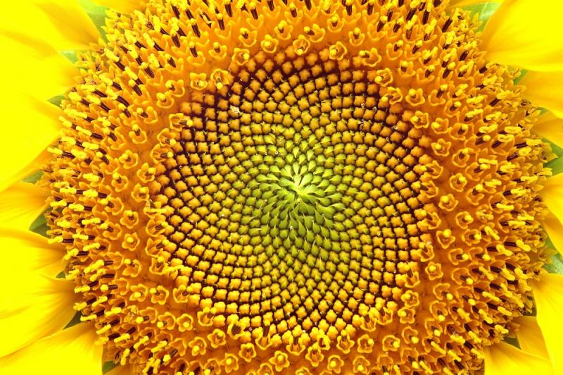 Sunflower disk flowers