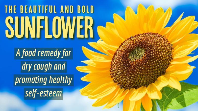 The Beautiful and Bold Sunflower: A food remedy for dry cough and promoting healthy self-esteem