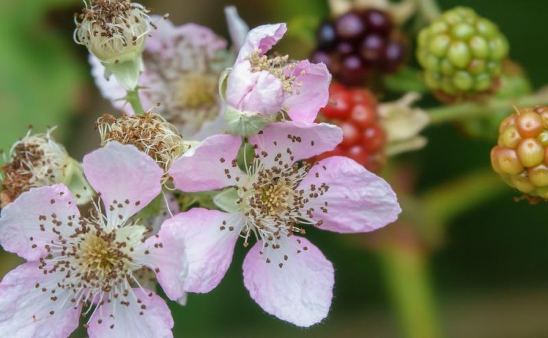 Blackberry flowers