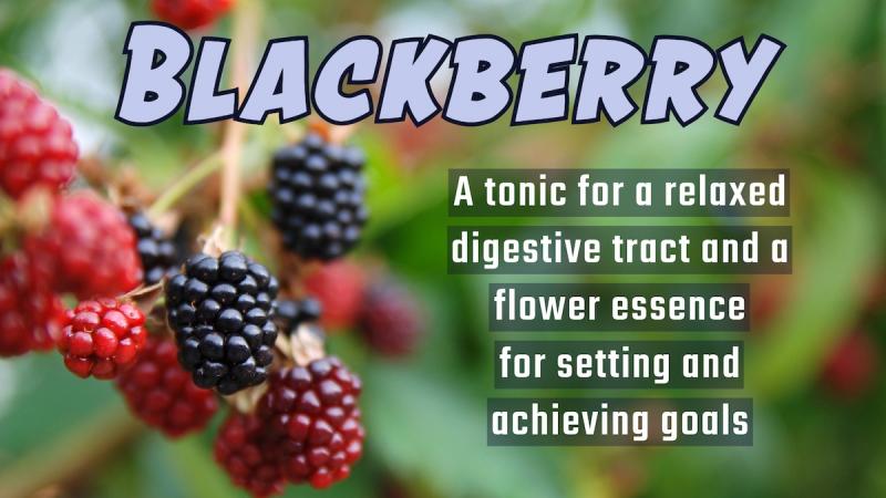 Blackberry: A tonic for a relaxed digestive tract and a flower essence for setting and achieving goals