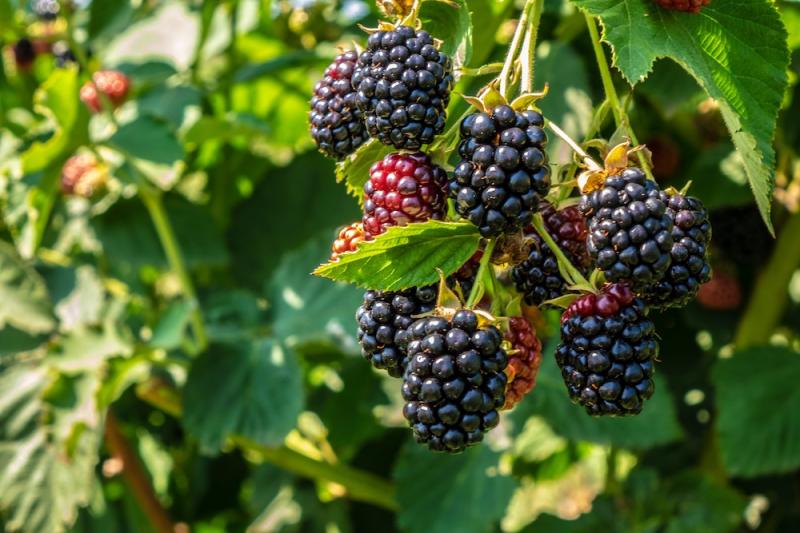 blackberry fruit leaves