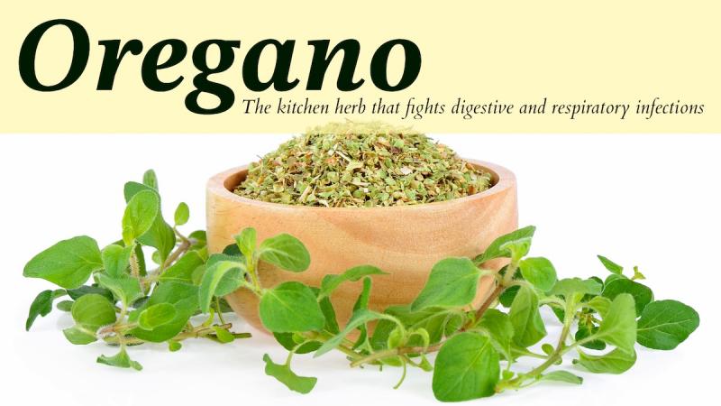 Oregano: The kitchen herb that fights digestive and respiratory infections 