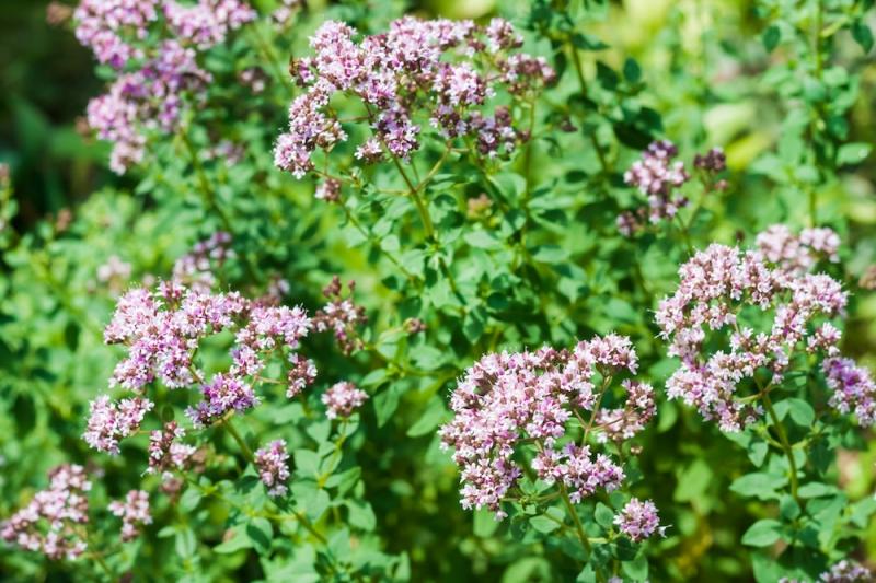 Oregano Flowering