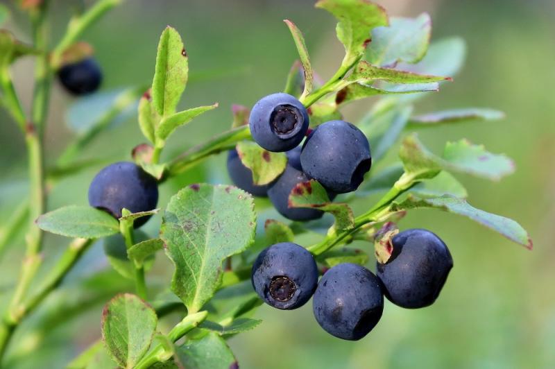 Bilberry Fruit Leaves