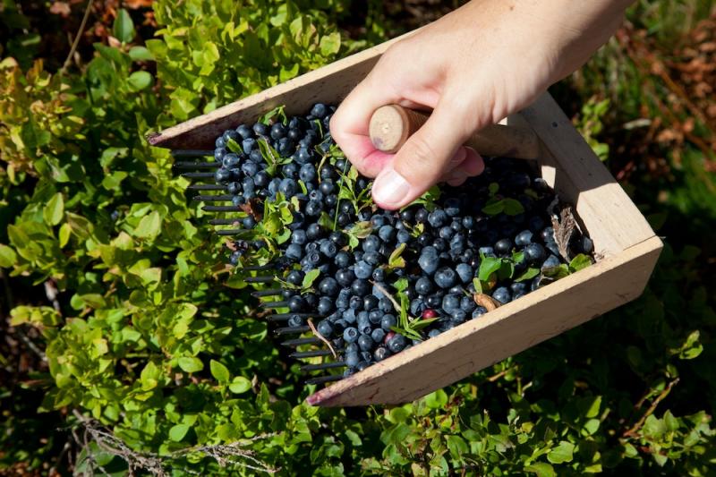 Bilberry Harvest