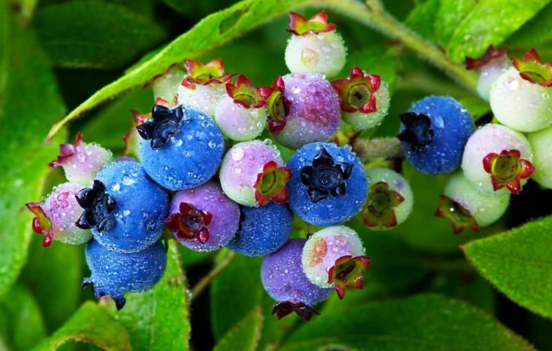 Ripening Wild Blueberries