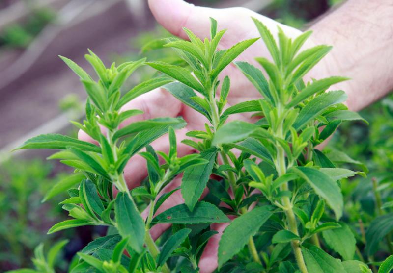 Stevia Plant