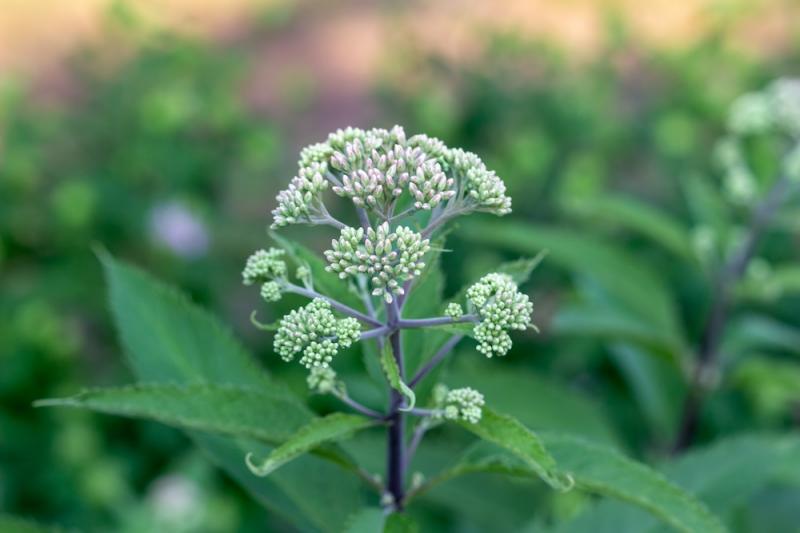 Boneset Flowers