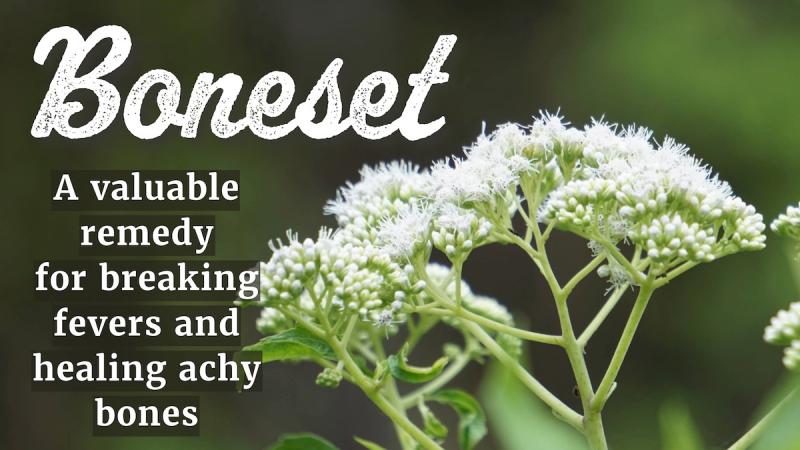 Boneset: A valuable remedy for breaking fevers and healing achy bones