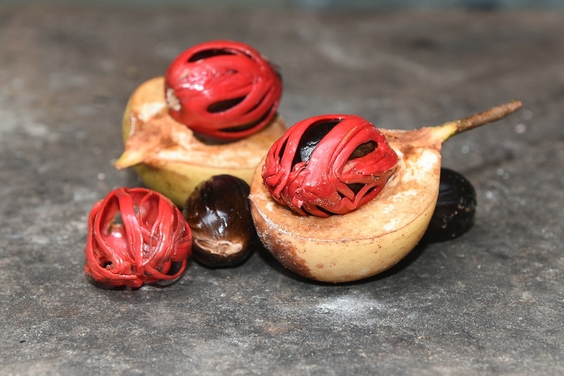 Nutmeg Fruits