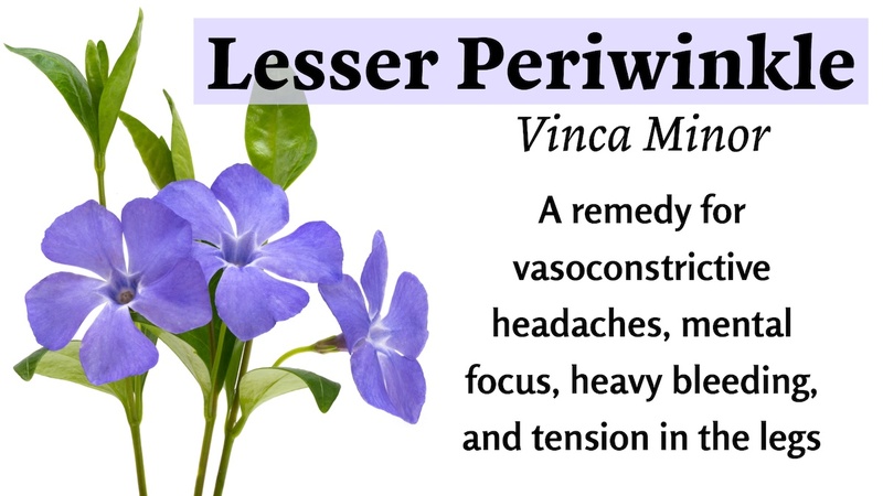 Lesser Periwinkle (Vinca minor): A remedy for vasoconstrictive headaches, mental focus, heavy bleeding, and tension in the legs