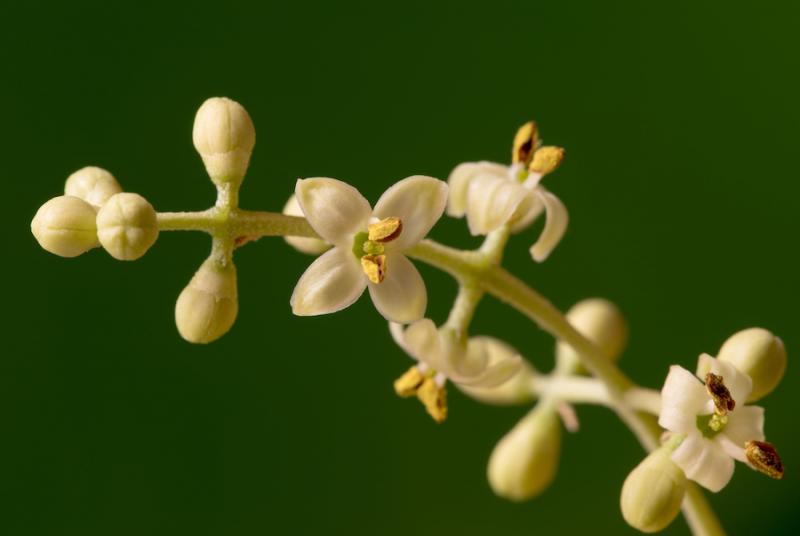 Olive Flowers